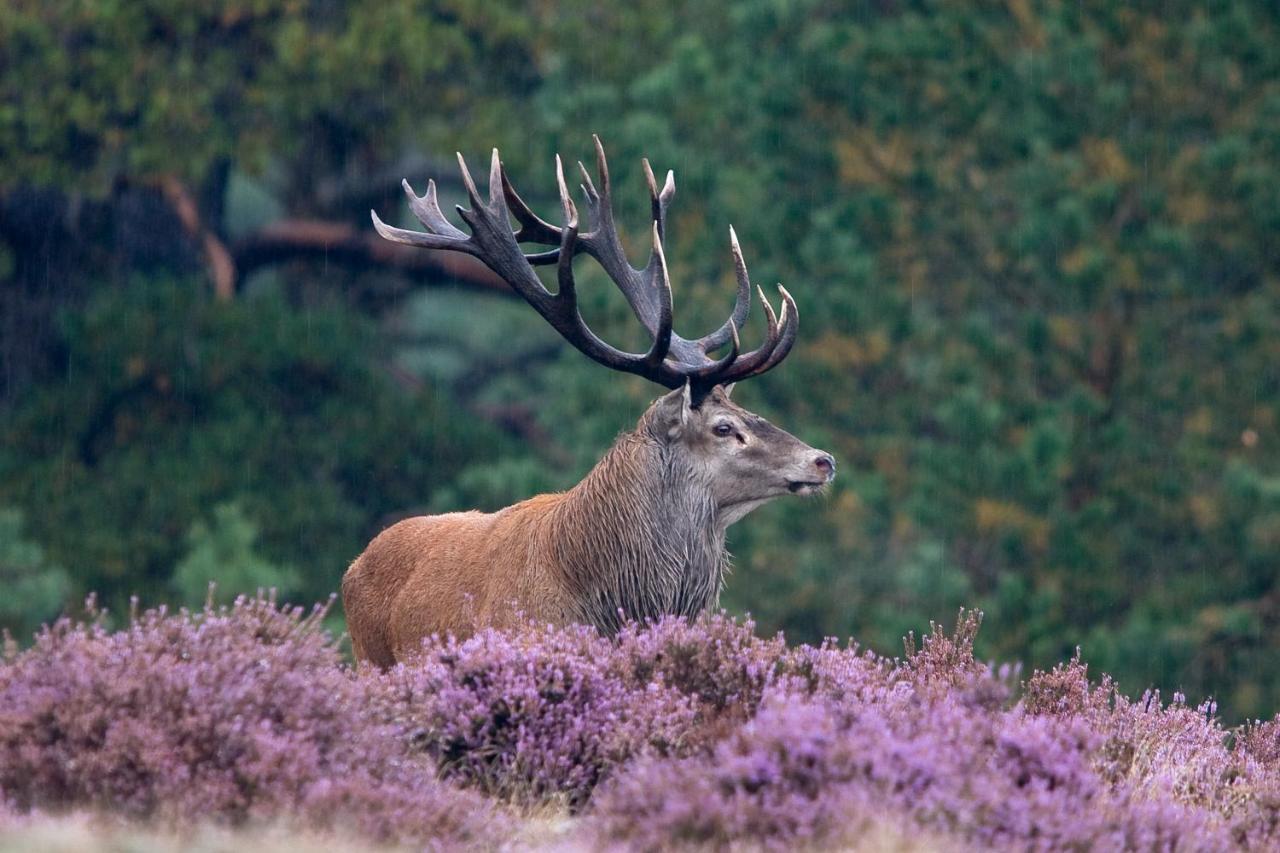 Landhotel Jagdschloss Windelsbach エクステリア 写真